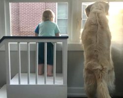 Dad Builds His Boy A Small Staircase So He Can Look Out The Window With The Dog