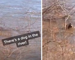 Passerby Spots A Dog Struggling To Stay Afloat In The Cold River And Intervenes