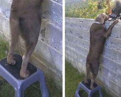 Owners Get Dog A Step Stool So He Can See His Gentle Giant Neighbors
