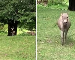 Woman Returns Home After A Week Away, And Her Donkey Comes Running