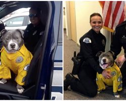 Cops Help Dying Stray Pit Bull Complete His Bucket List Before It’s Too Late