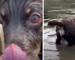 Dog Playing Fetch With A Rock Comes Up From The Water With More Of A Boulder