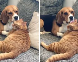 Dog Freezes Mid-Lick When Busted Grooming The Cat