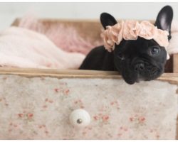 Newborn Photo Shoot With French Bulldog Puppy Will Melt Your Heart