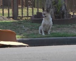 Dog Found Abandoned On The Street With Only A Torn Cardboard Box