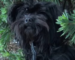 Little Stray Sat Frozen In Fear And Wouldn’t Even Accept Food