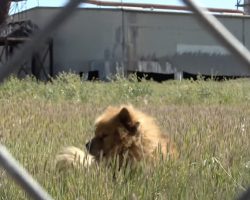 Homeless Chow Sat In A Field For 6 Months Before A Dog Friend Came Along To Help