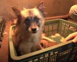 Neglected Dog Found In A Basket Along With A Single Newborn Puppy