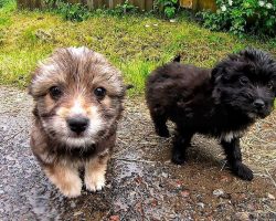 Someone Dumped Two Puppies Near The Road In The Pouring Rain