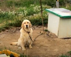 Neglected dog lived a life without love — until actor stepped in