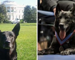 Retired Secret Service K9 honored with Distinguished Service Medal for heroic actions at the White House