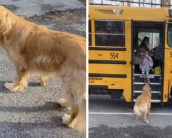 Little Girl Arrives Home And Removes Her Backpack, And The Dog Does The Rest