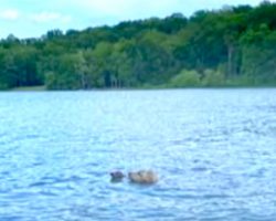 Dog Spots An Animal Struggling In The Lake, Goes In For The Rescue