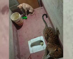 Stray Dog And Wild Leopard Get Stuck In The Same Room, Make A Truce
