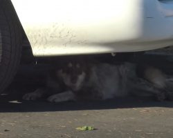 Scared Dog Hiding Under A Car Sees This Street Life Take Her To The Ocean