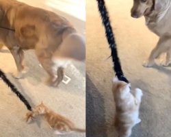 Family Dog Gets The New Kitten To Play With Her, And A Friendship Blossoms