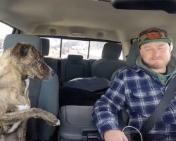 Rescue Dog Insists Upon Holding Hands While In The Car