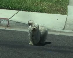 Little Dog Runs Away From Home To Find His Girlfriend, Gets Lost