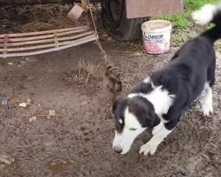 This Dog Was Not Good At Herding, So His Owner Chained Him Here