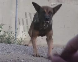 Stray Dog Had Been Harassed By Someone And Now Showed Her Teeth To All