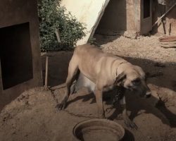 Lou Spent Her Life On This Chain Being Bred To Supply Puppies To The Meat Trade