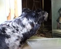 Dogs Keep Tearing Away At Shed Trying To Lead Owners To Little One Inside
