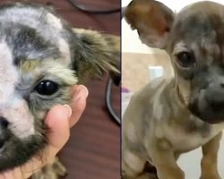 Puppy With Bad Skin Condition Found, But Treatment Only Made It Worse