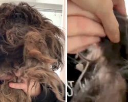 Dog’s Identity Comes To Light After 9 Pounds Of Matted Fur Is Cut Off