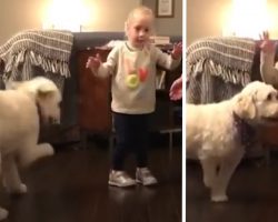 Dog Revels In Watching Her Human Sister Walk For The First Time