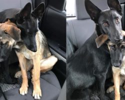 Two German Shepherds That Had Nothing But Each Other Are Looking For A Forever Home