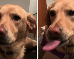 Dog Licks Chops Only When Dad Mentions Her Favorite Foods In A List