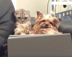 These Dogs And Cats Are Proof That Opposites Do Attract