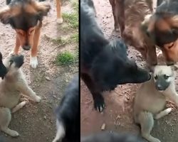 Abandoned Puppy Receives Warm Welcome From The Other Shelter Rescues