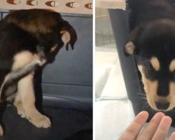 Puppy Stayed In The Back Of Her Crate Until Little Boy Offered A Treat