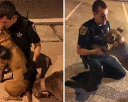 Cops Sit And Comfort Two Pit Bulls In The Street As They Await Help