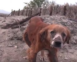 Old Dog Was Abandoned At The Border By The Ones Who Once Loved Him