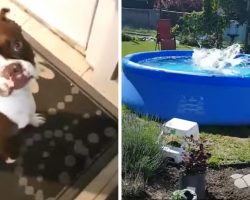 Dog Acts As If He Has To Go Out So He Can Jump In The Pool