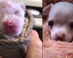 Tiny Chihuahua Pup Born Prematurely Musters Up Some Energy To Play With Toys