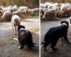 Rebel Lamb Separates From The Herd And Challenges The Sheep Dog