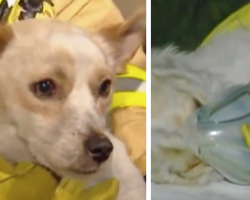 Dog Who Refused To Leave Burning Home Now Being Called A Hero