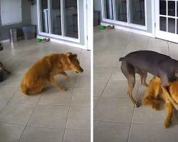 Golden Retriever Has A Seizure, But His Friend Tackles Him To The Ground