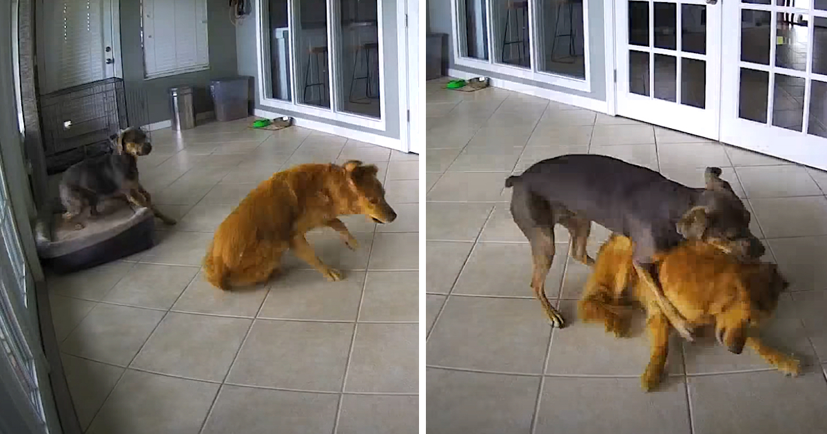 Golden Retriever Has A Seizure, But His Friend Tackles Him To The Ground