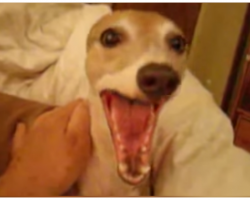 Man Tells His Italian Greyhound A Scary Story – Dog’s Response Is Gold