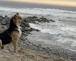 Dog Stares Out To The Sea Daily For The Friend Who Isn’t Coming Back