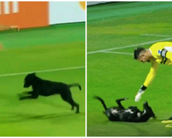 Black Lab Runs Onto Soccer Field Mid-Game, Interrupts Players For Belly Rubs