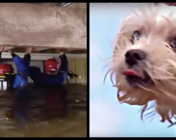 Dog Clings To Couch For A Week In Hurricane Flood Waters Waiting To Be Saved