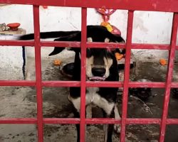 Dog Continued To Wag His Tail After An Accident That Left Him In The Temple