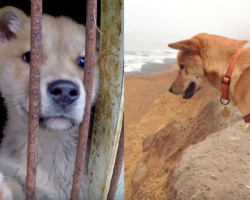 Dog rescued from South Korea dog meat farm now living her best life