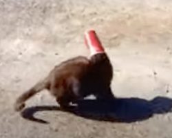Thirsty Cat Gets Her Head Stuck In A Cup, But A Hero Arrives In The Form Of A Dog