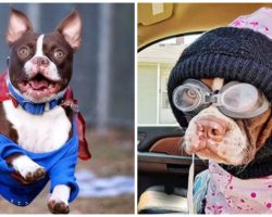 Woman Dresses Her Dog Up In Comical Outfits To Combat Bad News